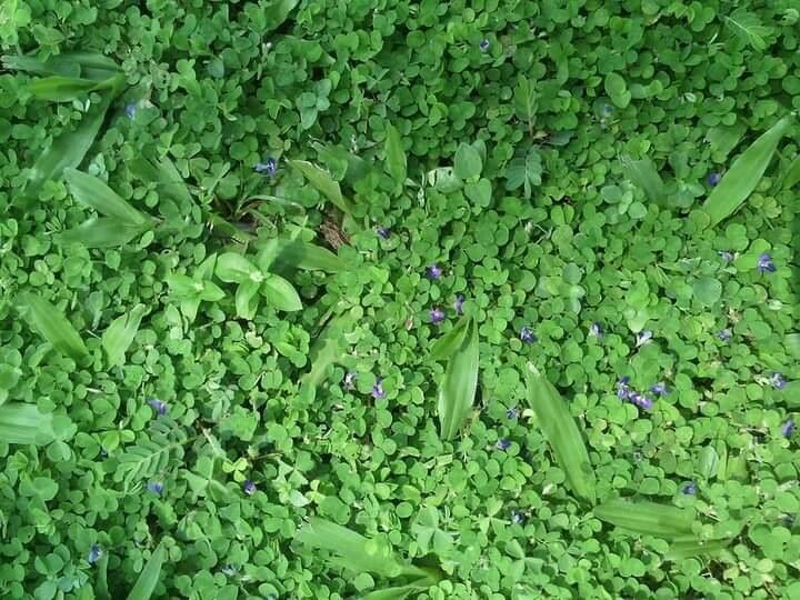 Lindernia grandiflora — houseplant care guide