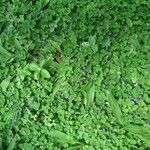 Lindernia grandiflora