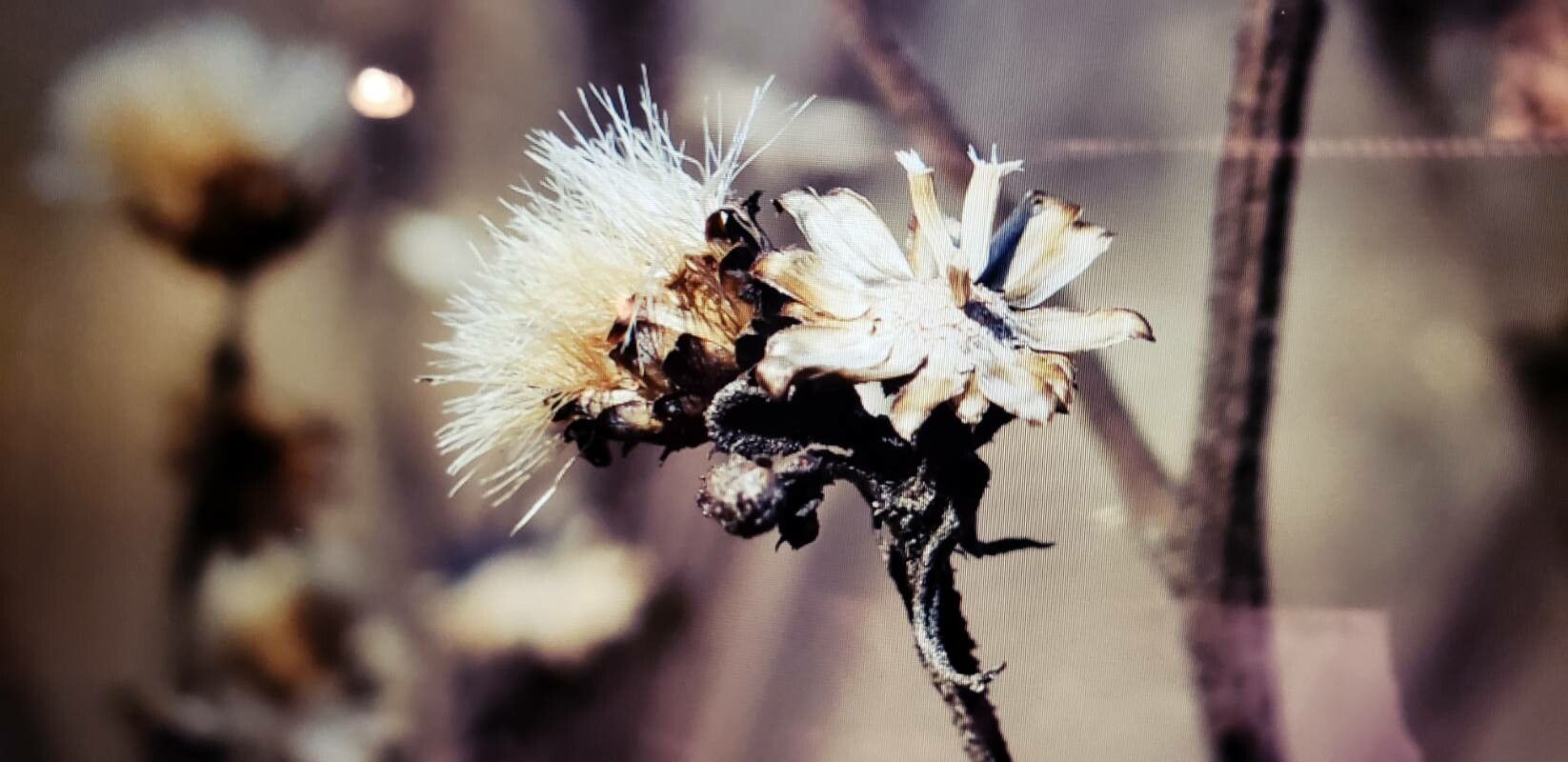 Sericocarpus oregonensis — houseplant care guide