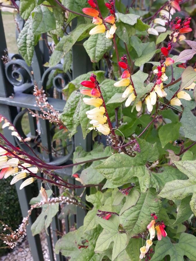 Ipomoea lobata flower