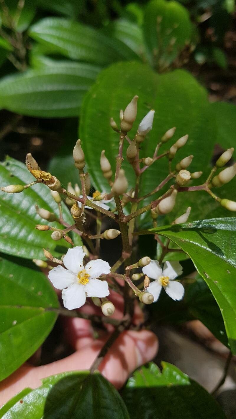 Miconia cooperi flower