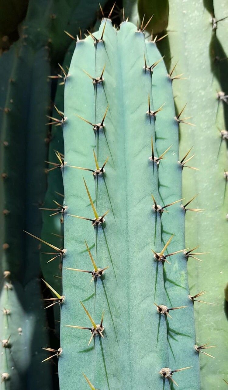 Cereus hankeanus leaf