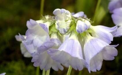 Primula reidii flower