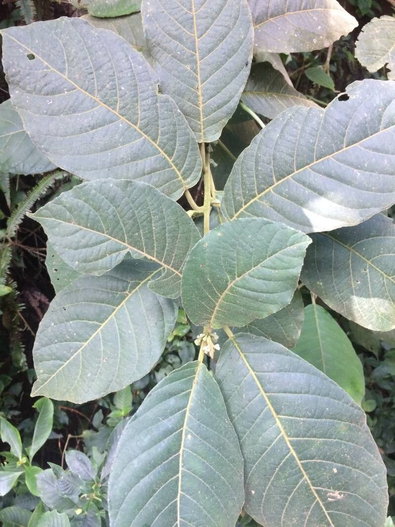 Siparuna gesnerioides leaf