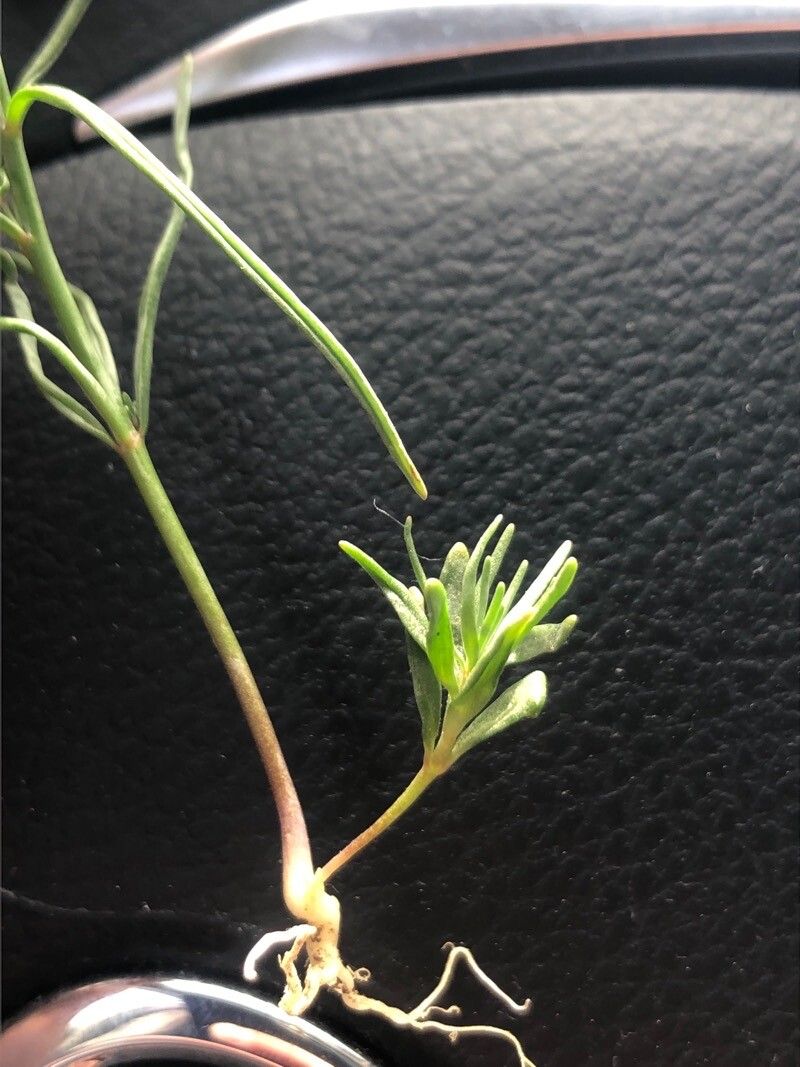 Linaria elegans leaf