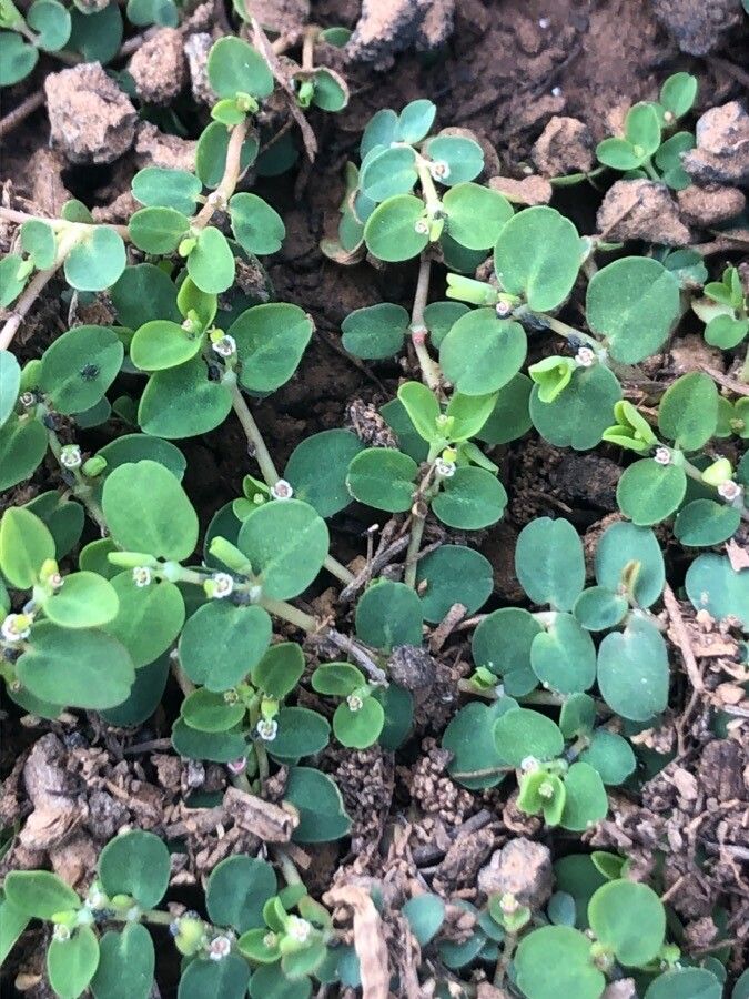Euphorbia serpens leaf