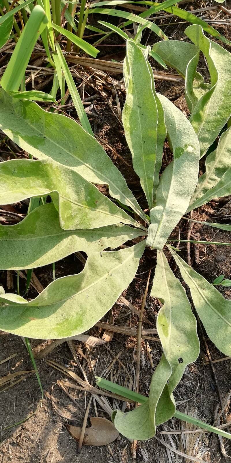Helichrysum mechowianum leaf