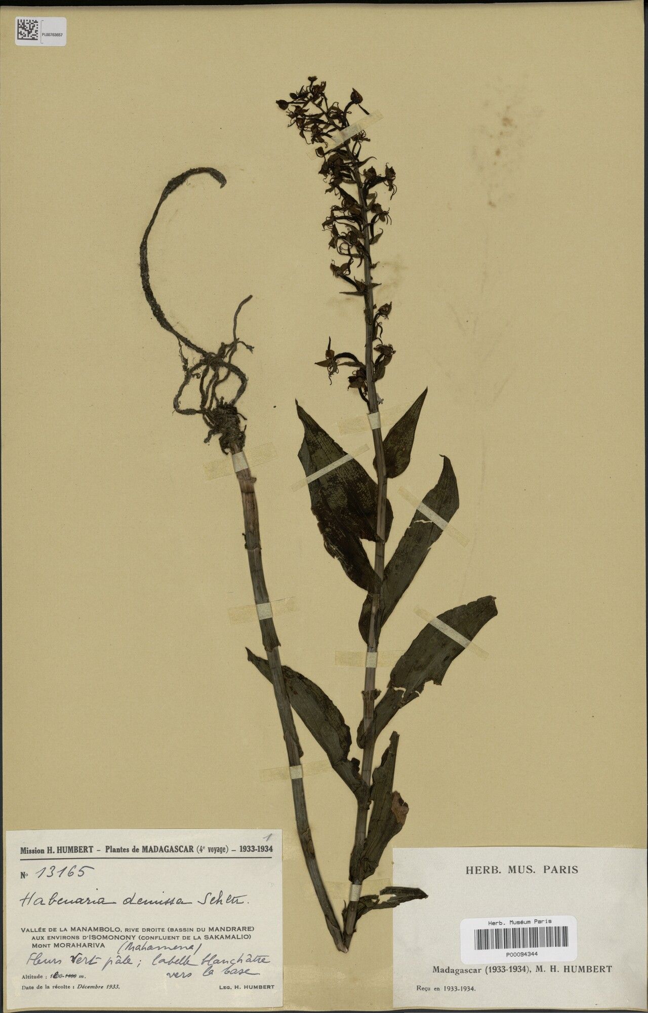 Habenaria demissa — houseplant care guide