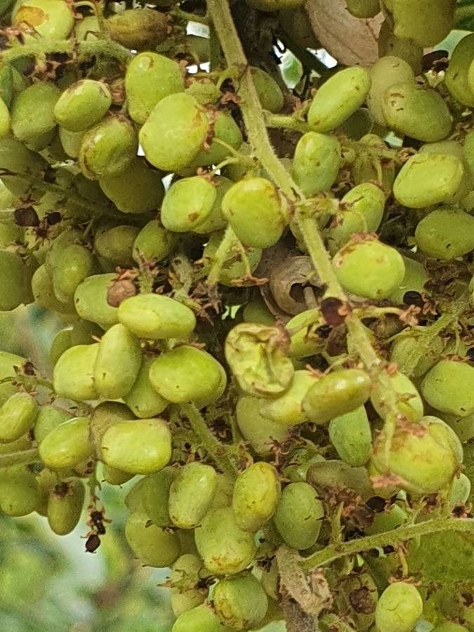 Searsia natalensis fruit