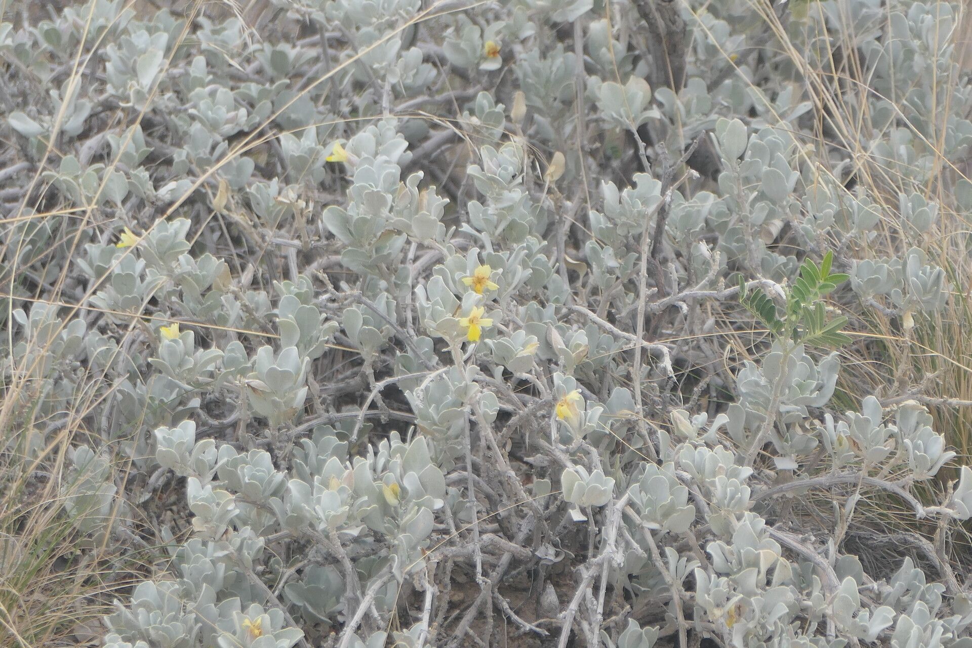 Petalidium englerianum flower