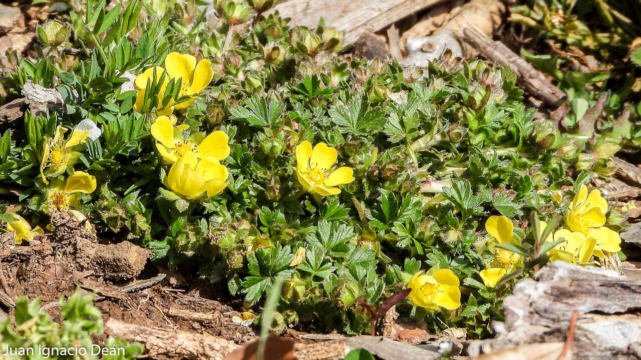 Potentilla verna flower