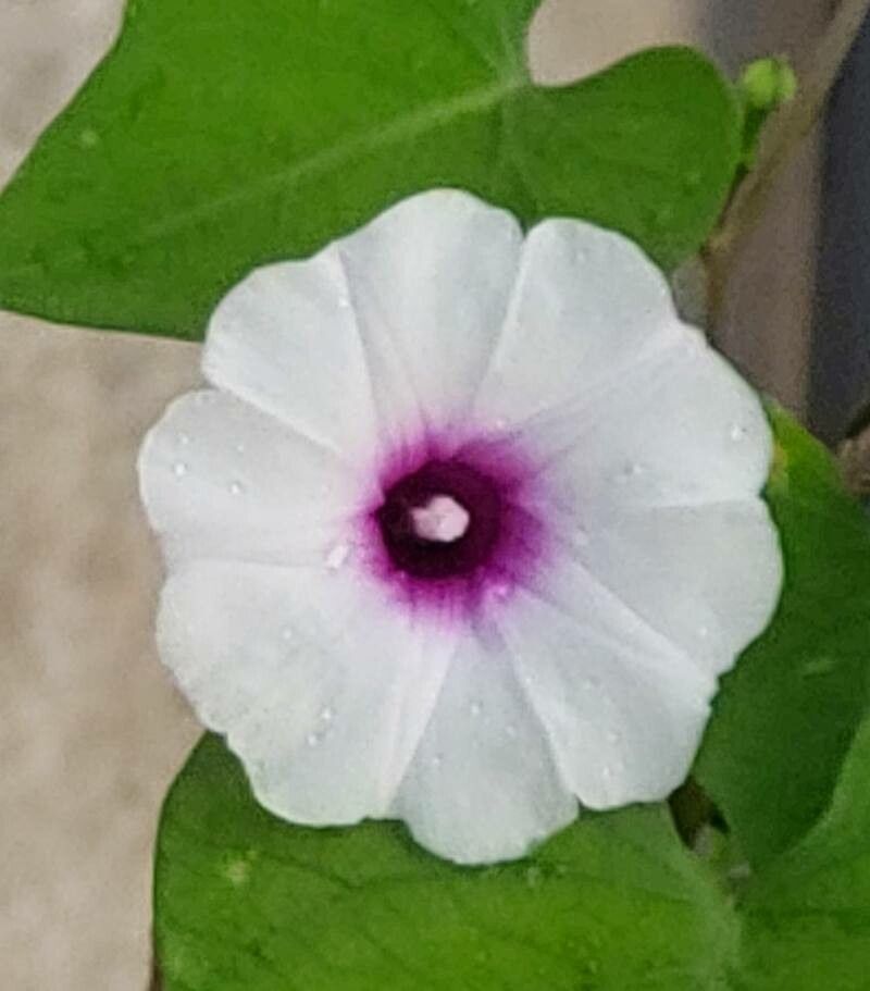Ipomoea amnicola flower