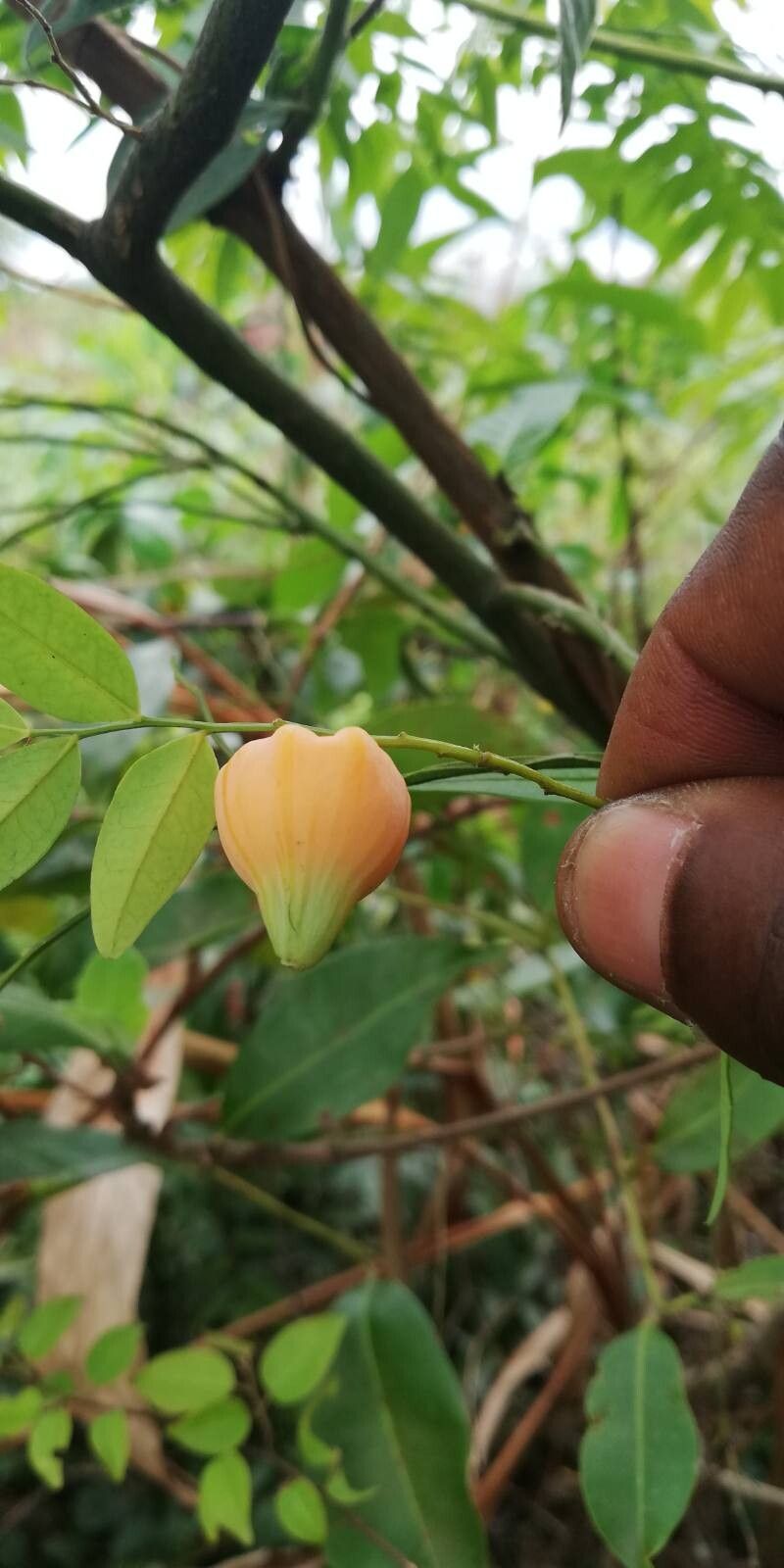 Olax subscorpioidea fruit