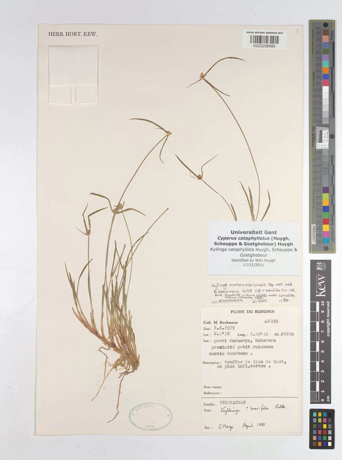 Cyperus cataphyllatus — houseplant care guide