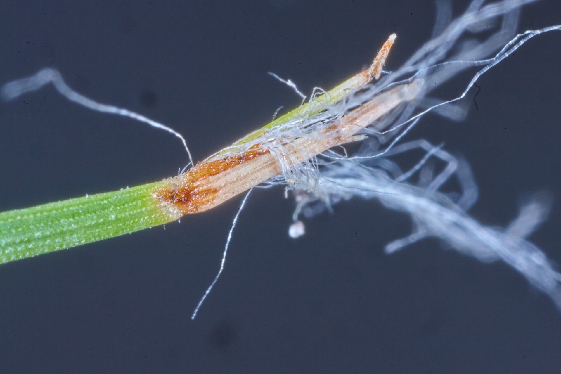 Bulbostylis pilosa bark