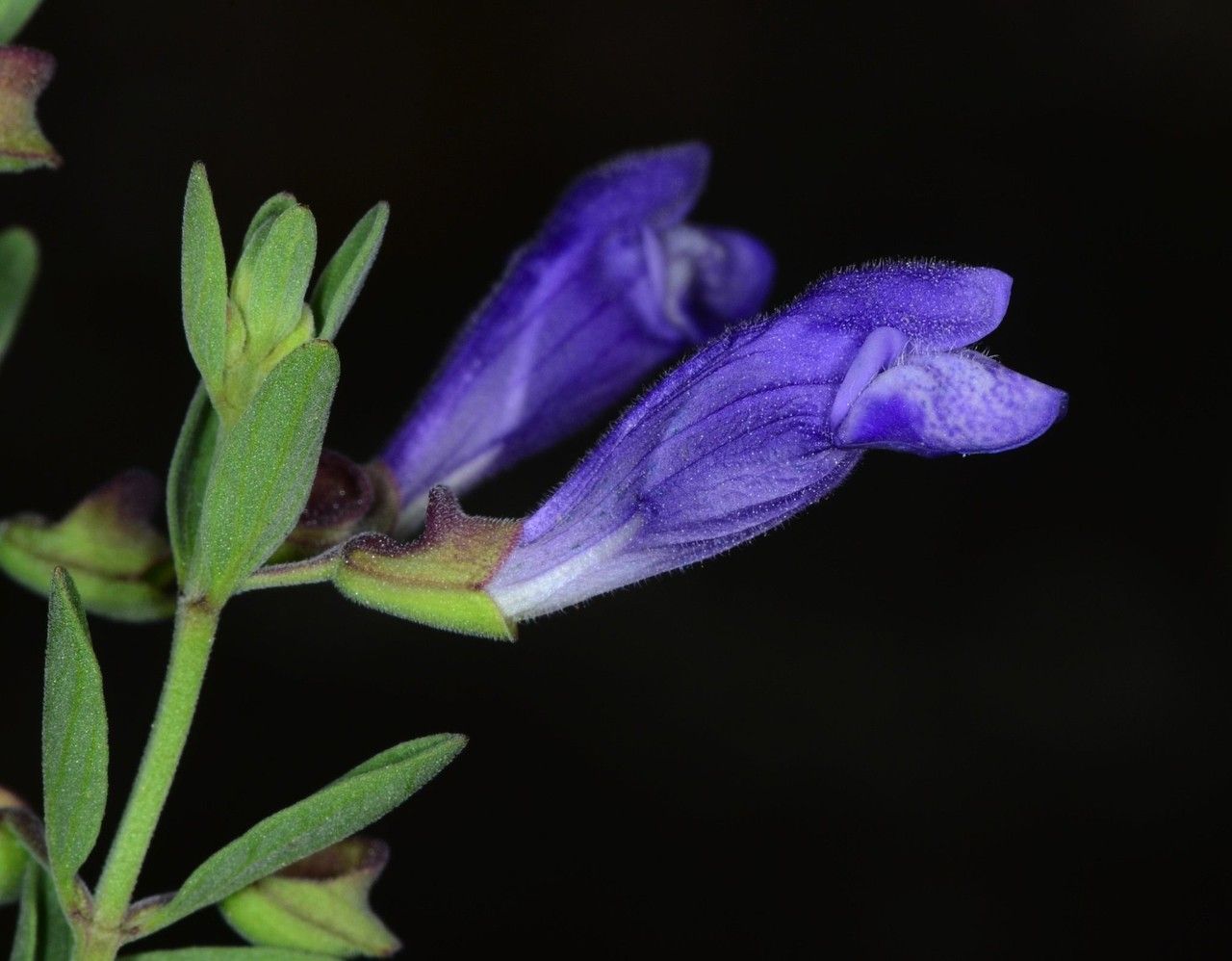 Scutellaria antirrhinoides flower