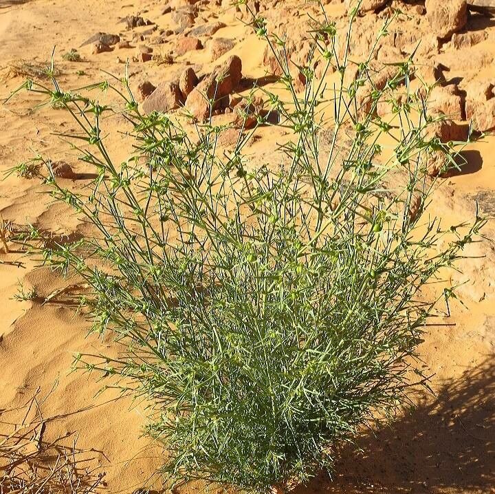 Euphorbia bubalina habit
