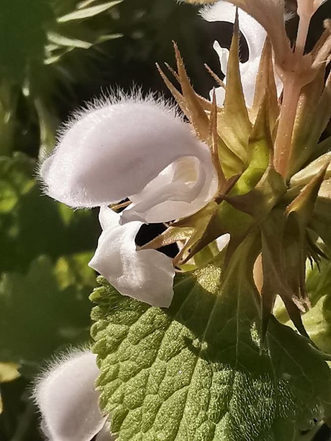 Lamium moschatum flower