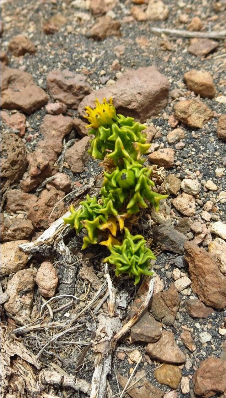 Haplopappus foliosus flower
