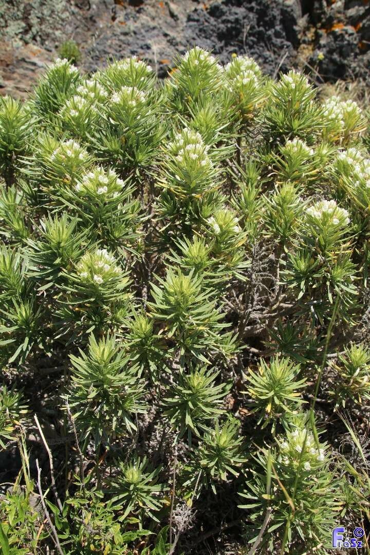 Echium aculeatum habit