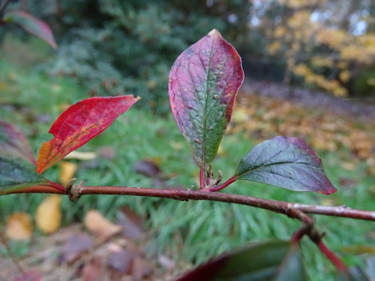 Cotoneaster hummelii leaf