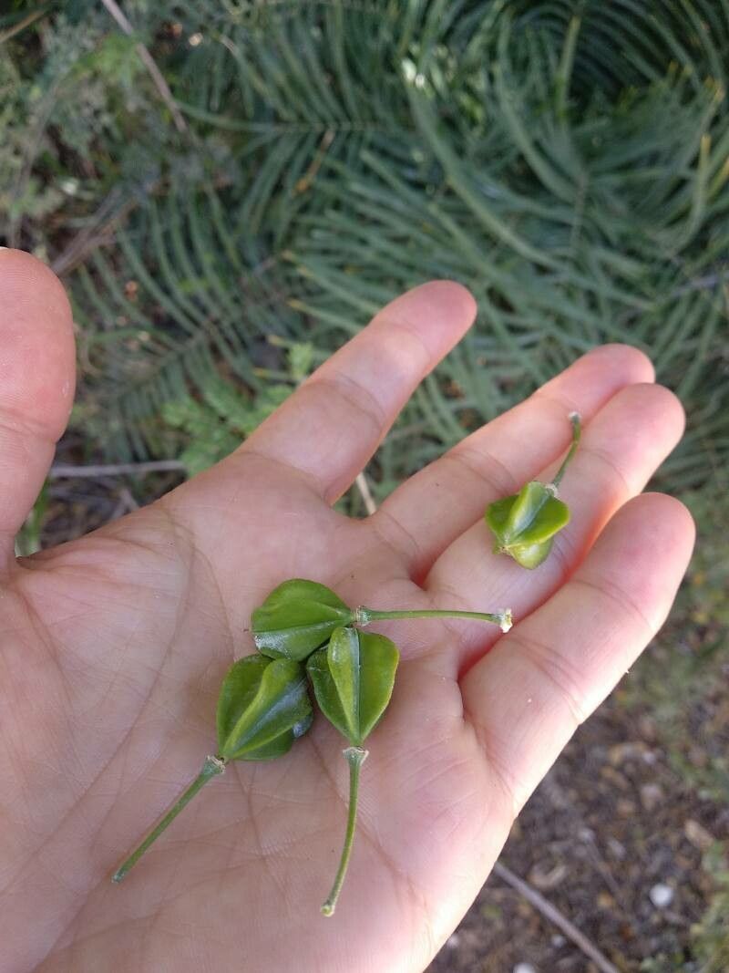 Guaiacum sanctum fruit