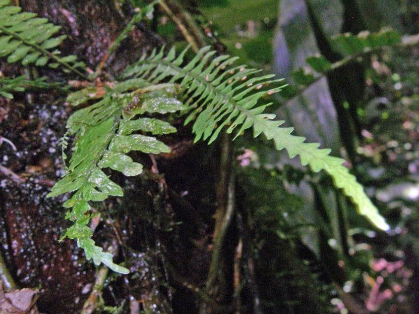 Asplenium pteropus leaf