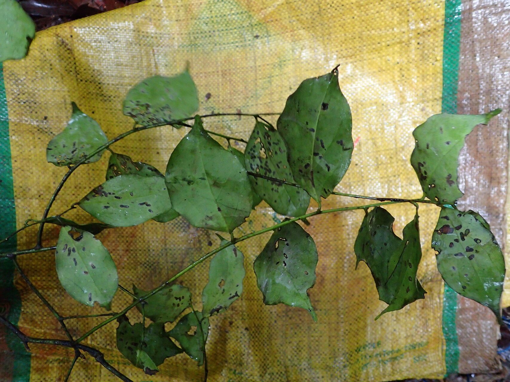 Diospyros melocarpa — houseplant care guide