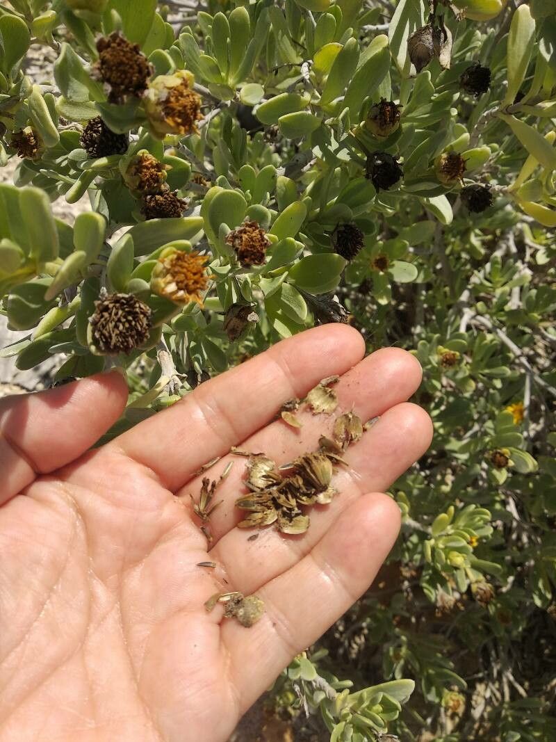 Borrichia arborescens fruit