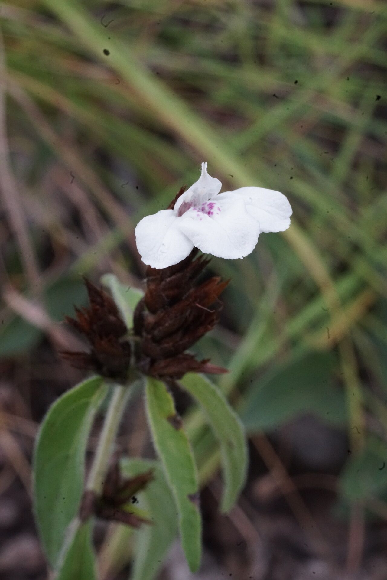 Lepidagathis pallescens flower