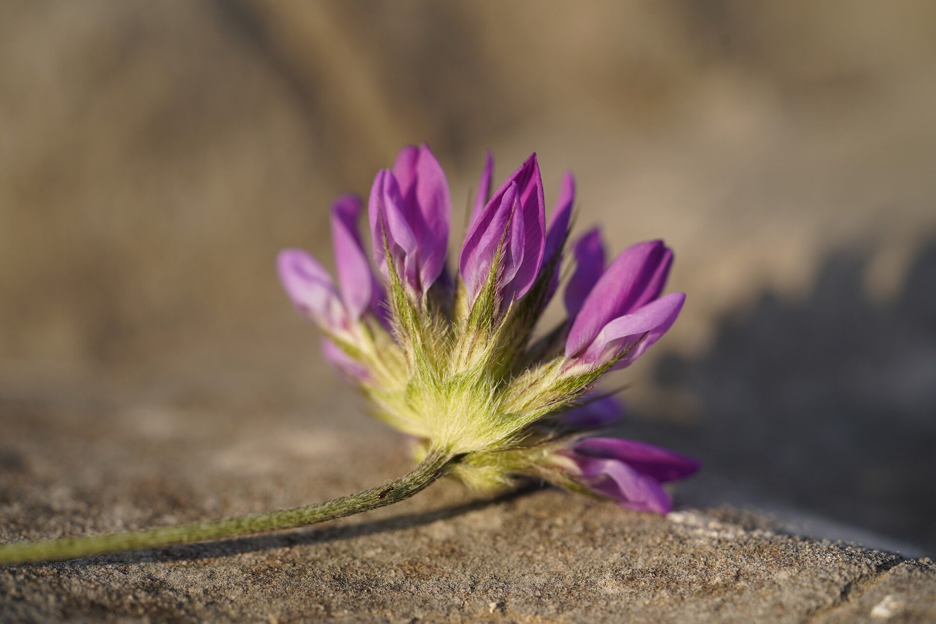Bituminaria plumosa flower