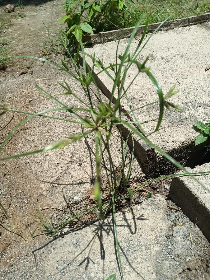 Cyperus compressus leaf