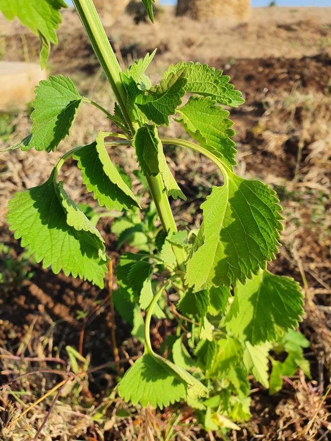 Leonotis nepetifolia leaf