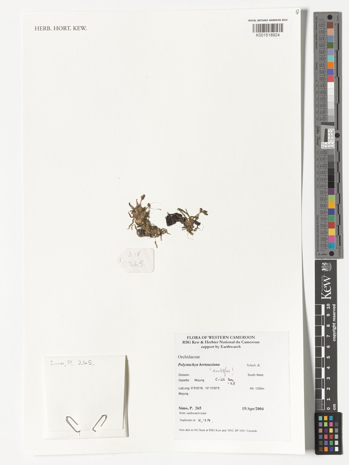 Polystachya parva — houseplant care guide