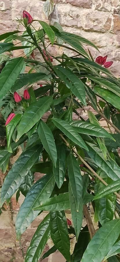 Pavonia multiflora leaf