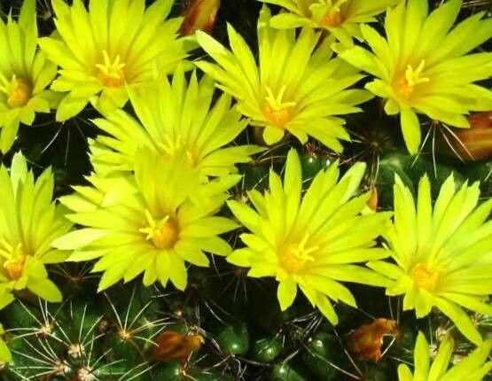 Mammillaria melaleuca flower