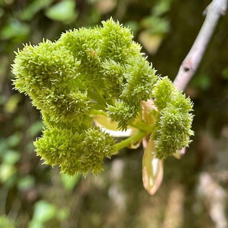Pisonia subcordata flower