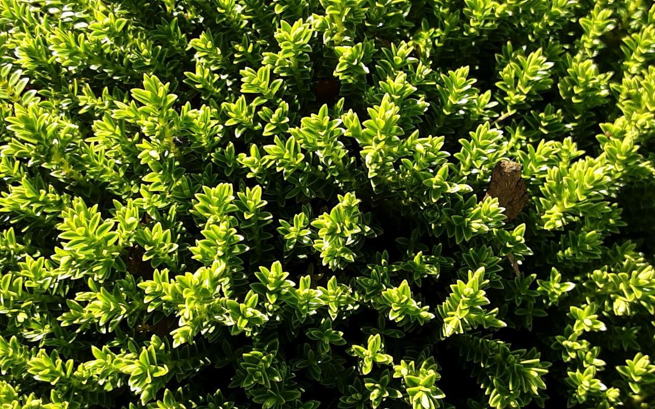 Veronica cupressoides — search result for 'Hebe'