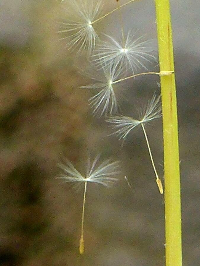Leontodon hispidus fruit