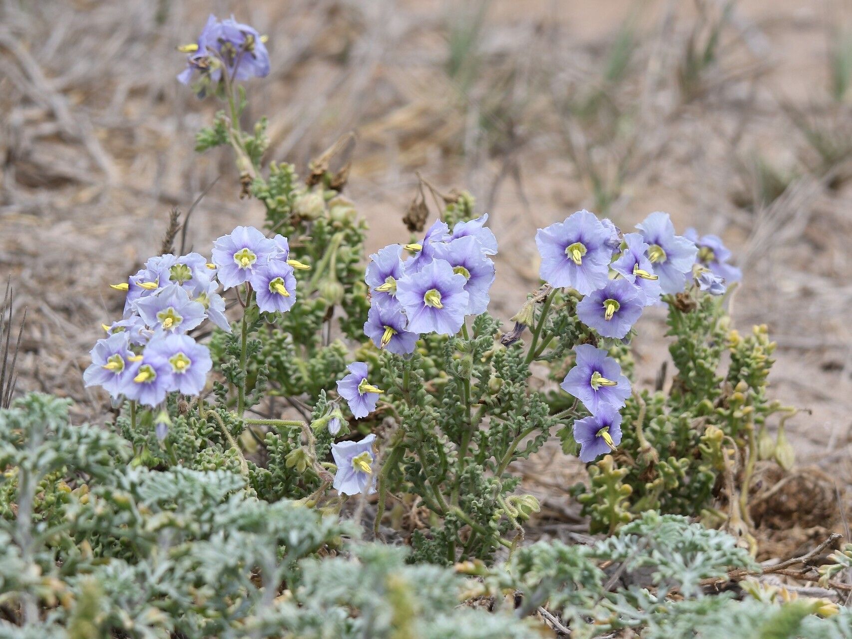 Solanum trinominum habit