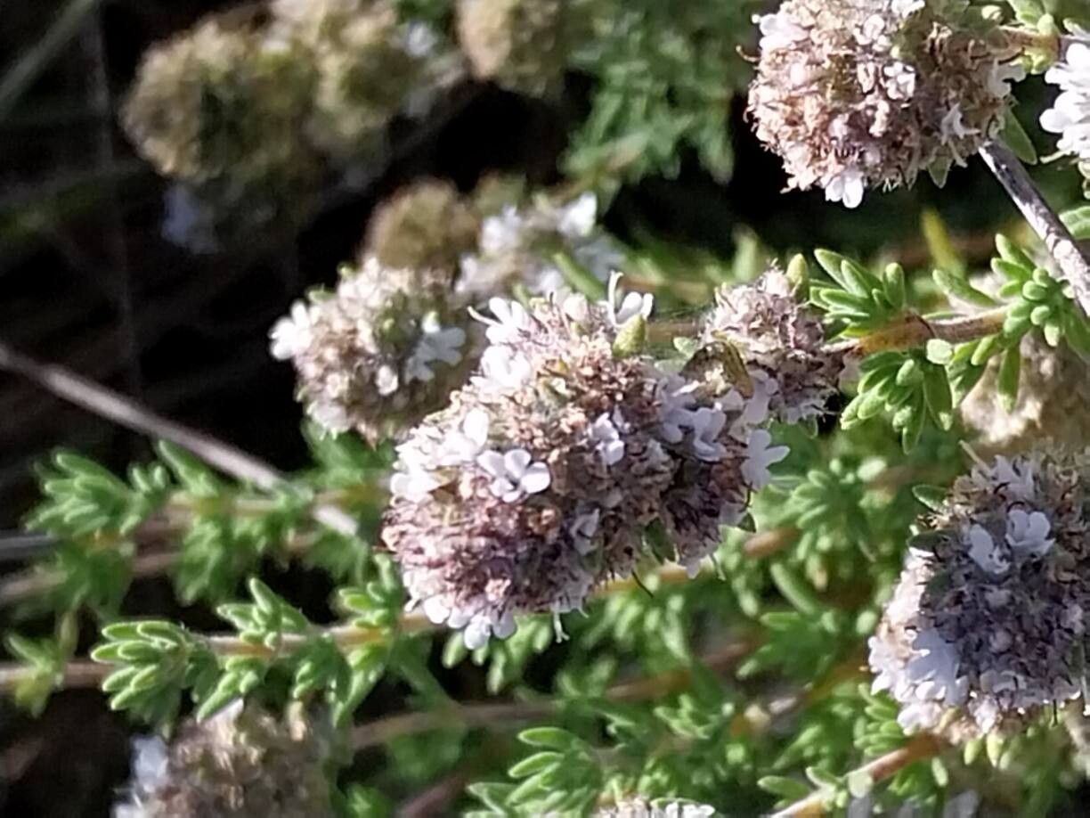 Thymus baeticus flower