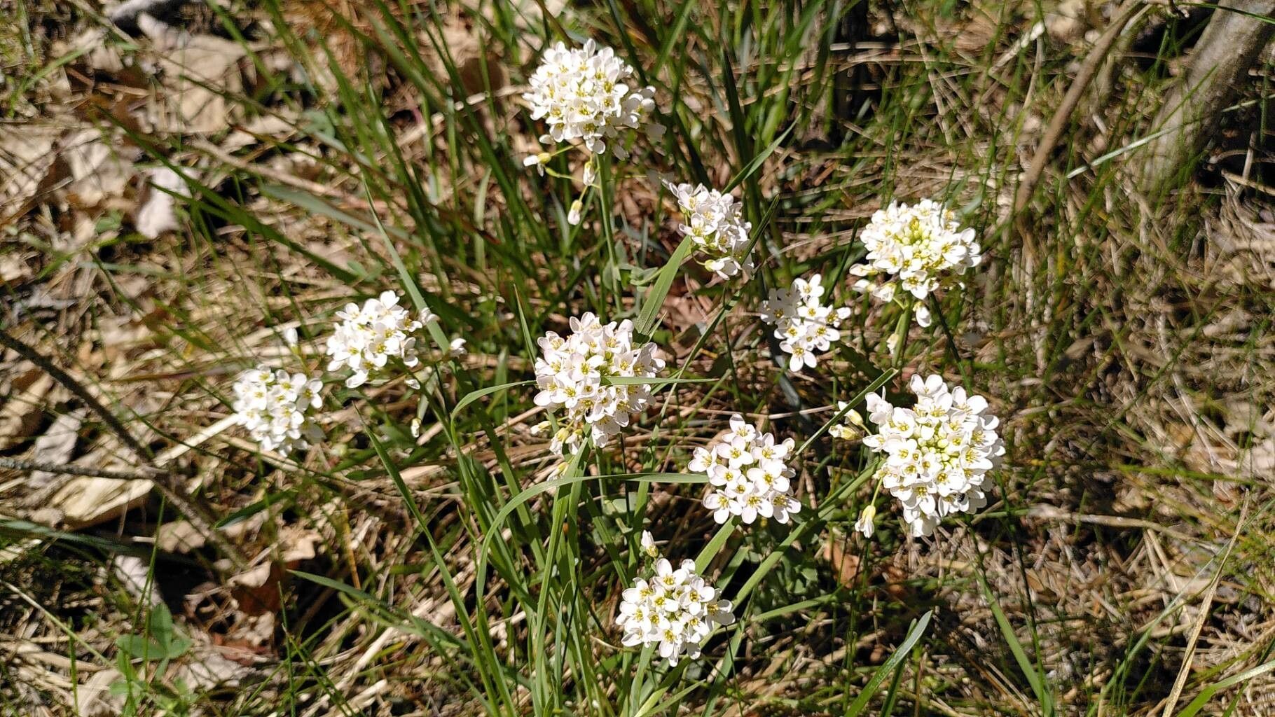 Noccaea goesingensis flower