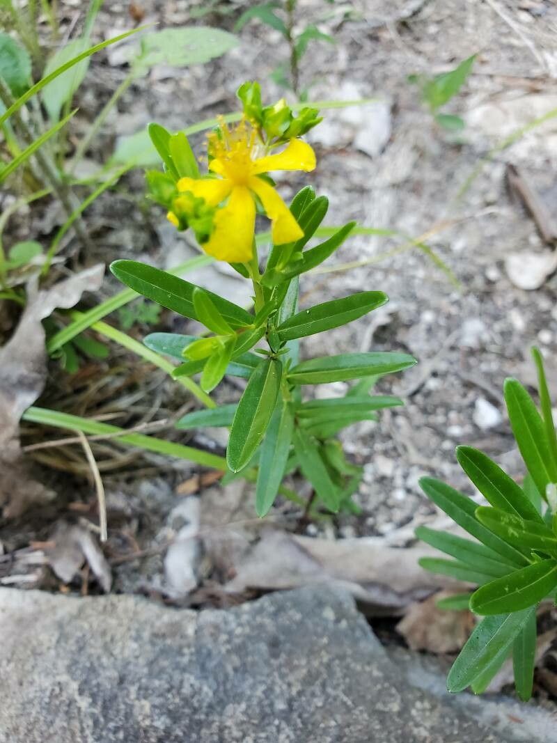 Hypericum sphaerocarpum — search result for 'Hypericum'