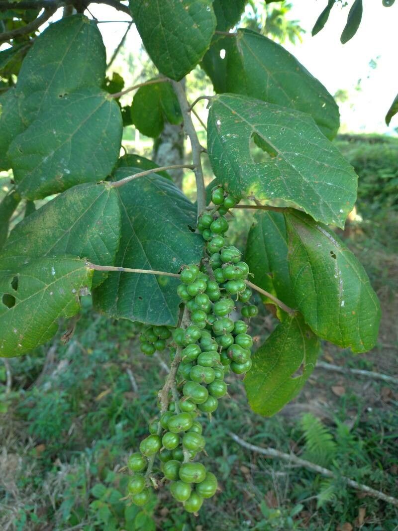 Alchornea cordifolia fruit