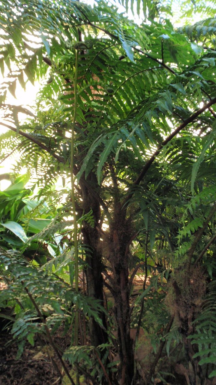 Cyathea baileyana habit