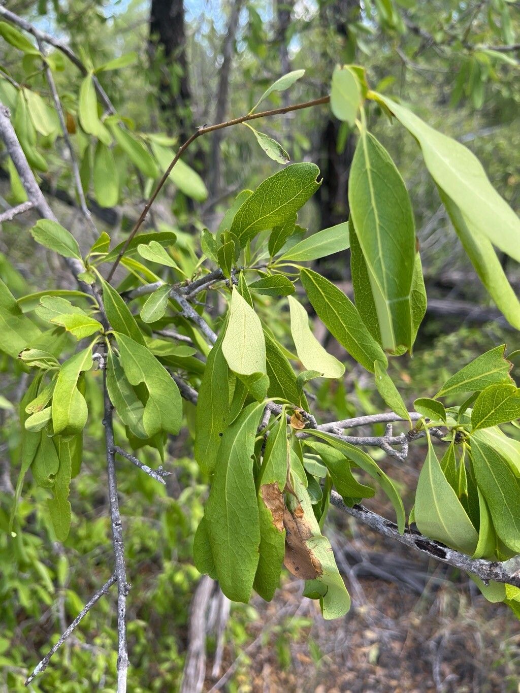 Santalum lanceolatum — houseplant care guide