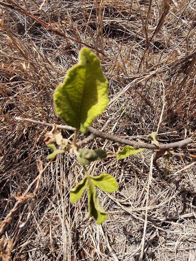 Lannea triphylla leaf
