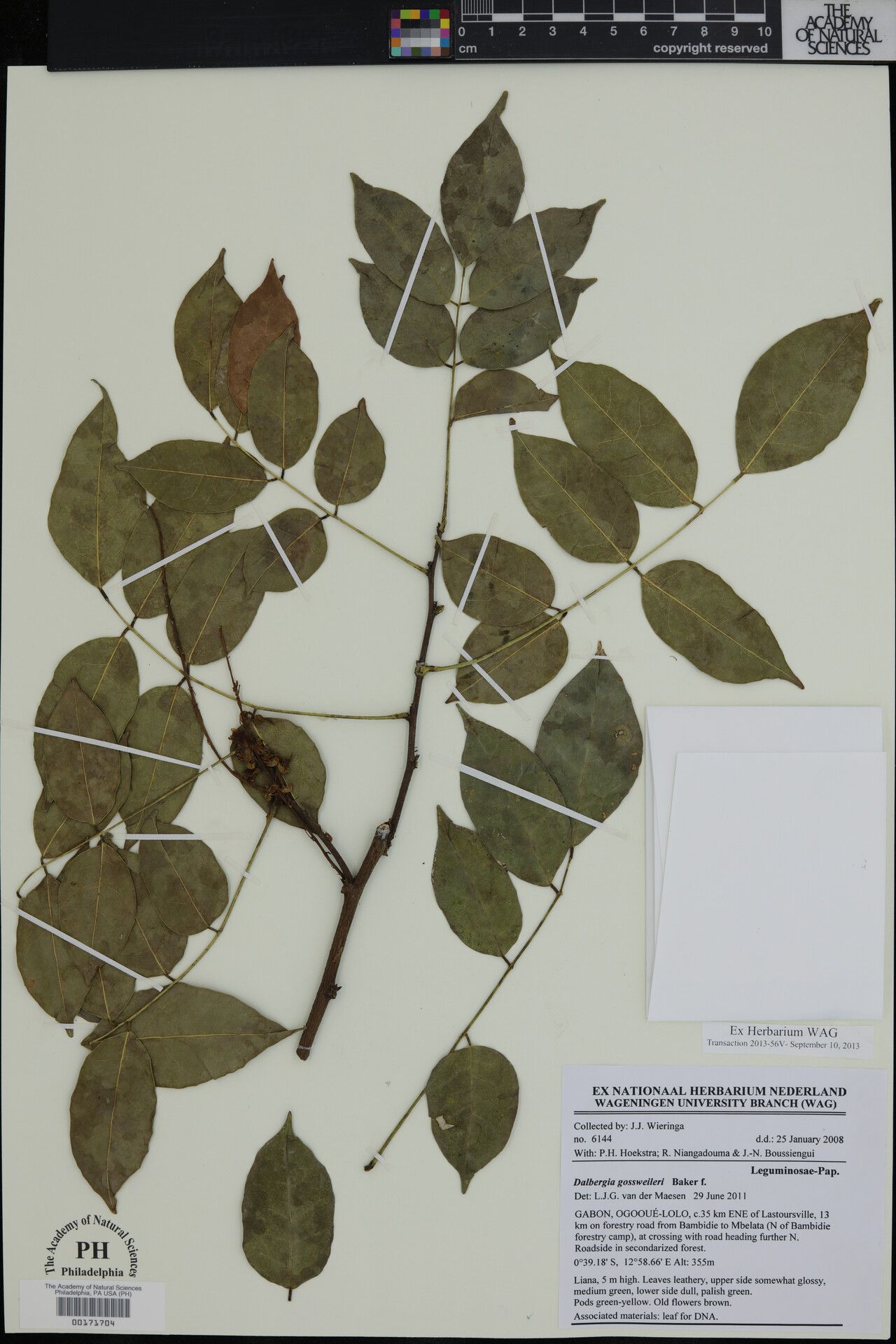 Dalbergia gossweileri — houseplant care guide