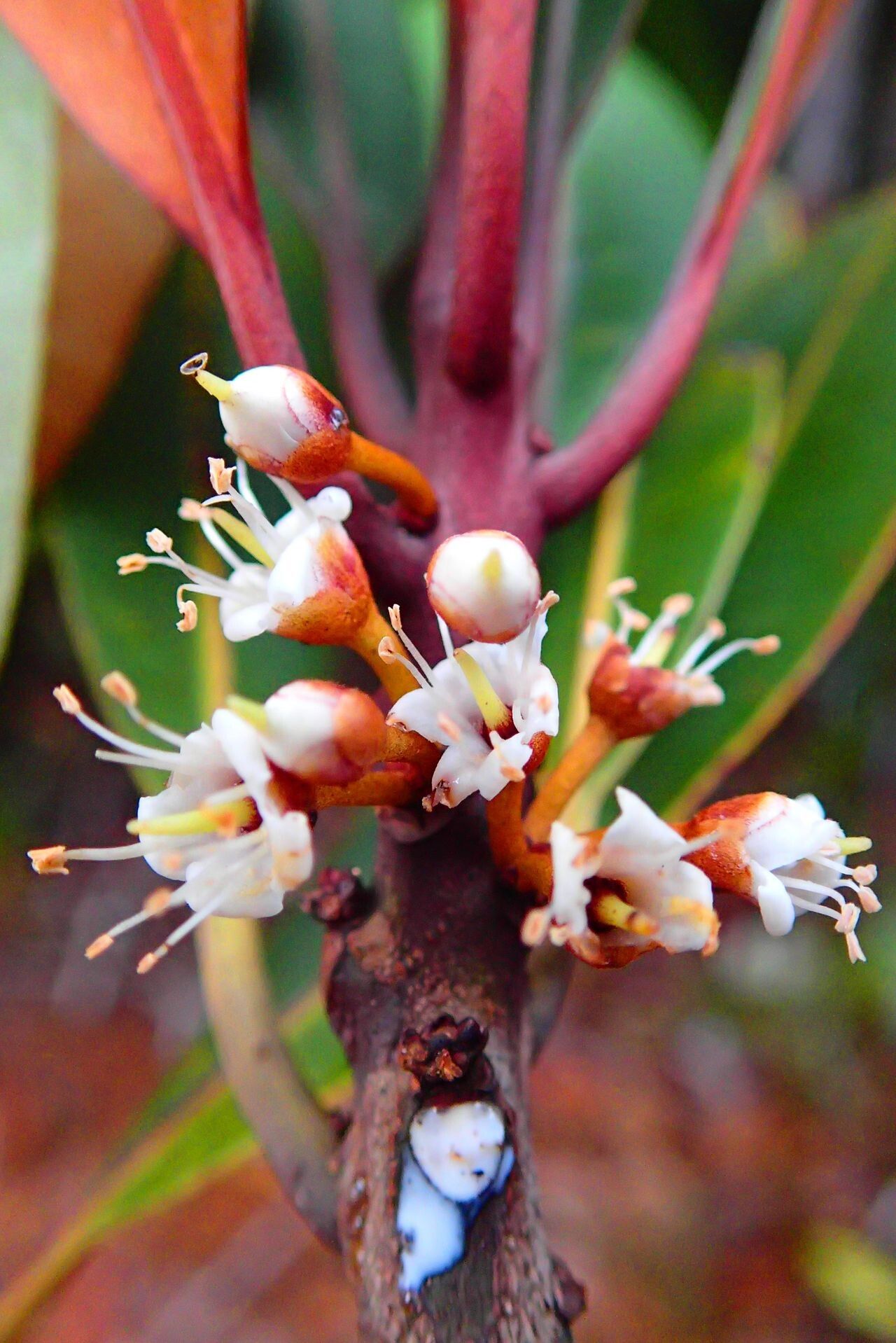Pycnandra carinocostata flower