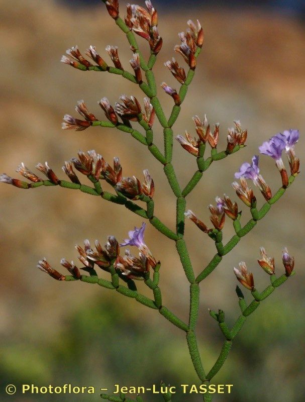 Limonium tarcoense other